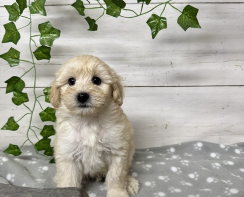 Mini Cockapoo M1 Gazalle 7 (1)