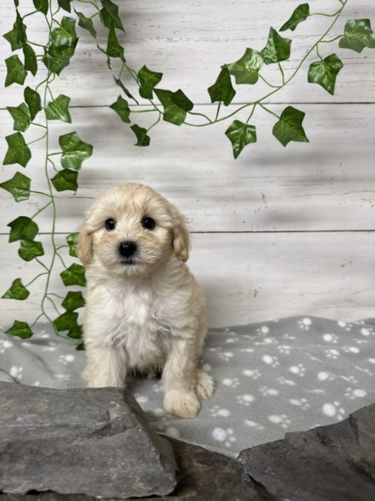 Mini Cockapoo M1 Gazalle 7 (1)