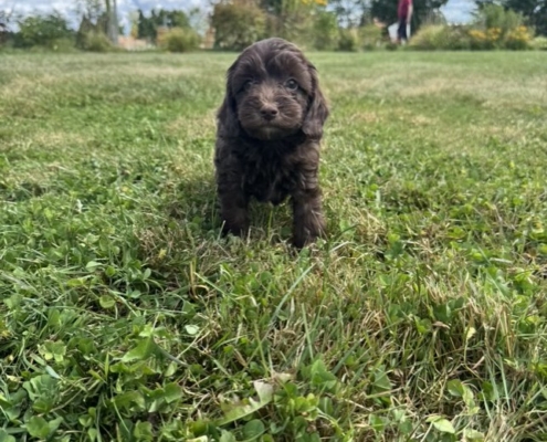 Mini-Cockapoo M1 Gazalle 7 (2)