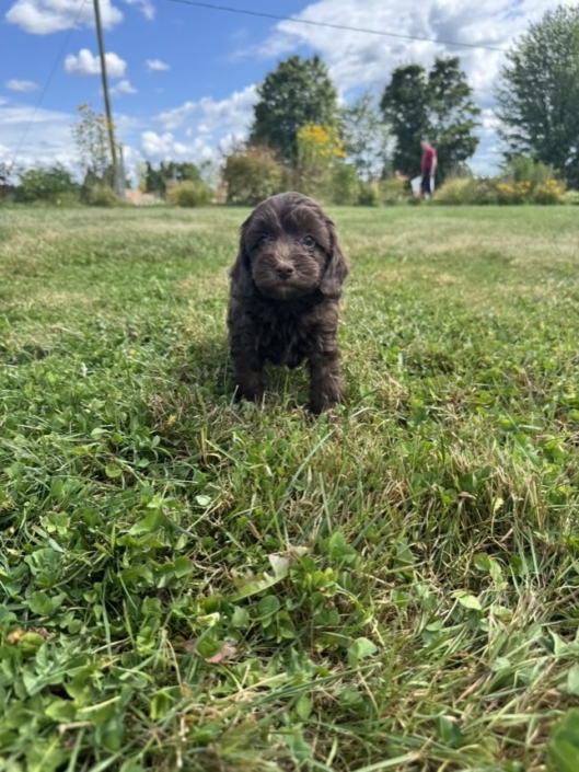 Mini-Cockapoo M1 Gazalle 7 (2)