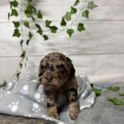 Mini-Cockapoo M1 Janice (1)