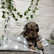 Mini-Cockapoo M1 Janice (2)