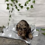 Mini-Cockapoo M1 Janice (3)