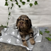 Mini-Cockapoo M1 Janice (4)