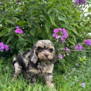 Mini-Cockapoo M1 Janice 7 (1)