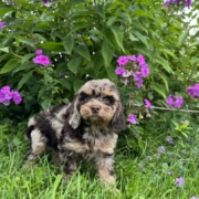 Mini-Cockapoo M1 Janice 7 (2)