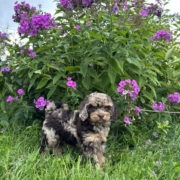 Mini-Cockapoo M1 Janice 7 (3)