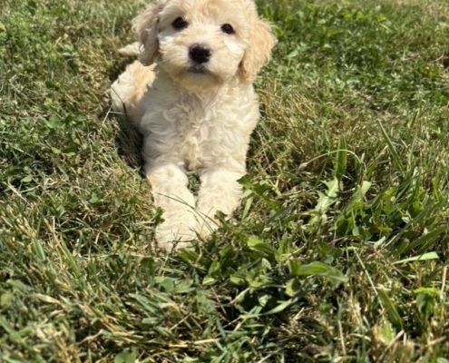 Mini-Cockapoo M1 Janice 7 (3)