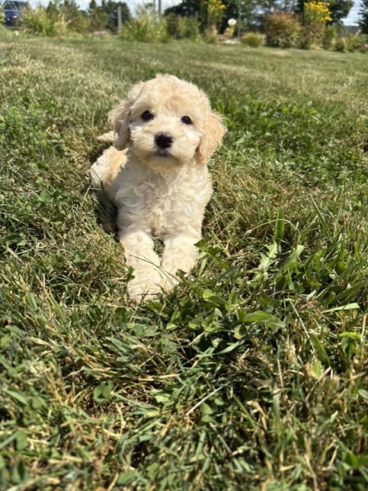 Mini-Cockapoo M1 Janice 7 (3)