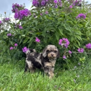 Mini-Cockapoo M1 Janice 7 (4)