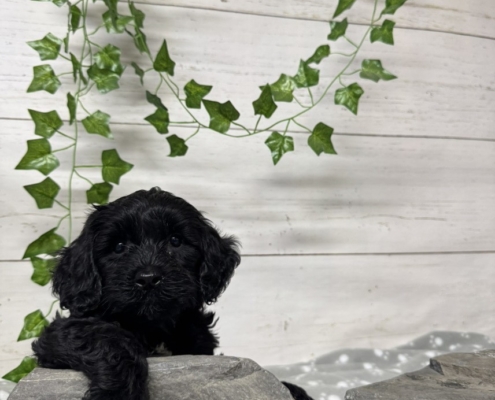 Mini Cockapoo M1 Mercedes 7 (3)