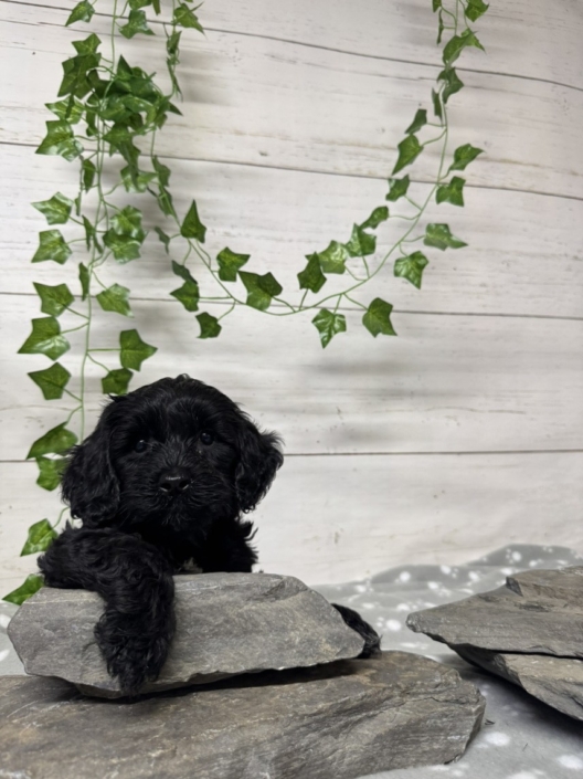 Mini Cockapoo M1 Mercedes 7 (3)