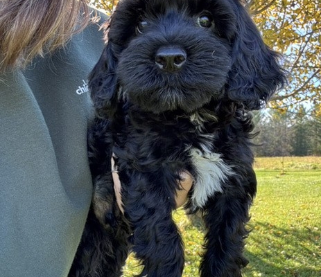 Mini-Cockapoo M1 Mercedes 9 (1)