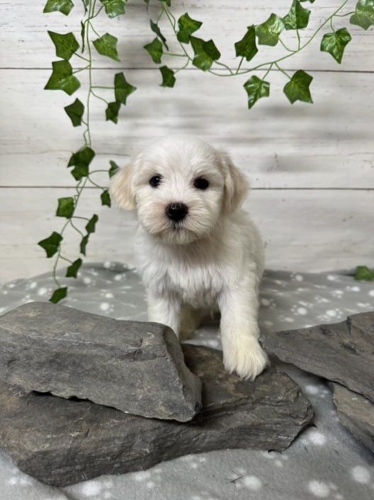 Mini-Cockapoo M1 Mimi 7 (4)