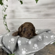 Mini-Cockapoo M2 Biscuit (1)