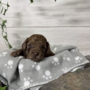Mini-Cockapoo M2 Biscuit (2)