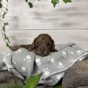 Mini-Cockapoo M2 Biscuit (3)