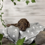 Mini-Cockapoo M2 Biscuit (4)