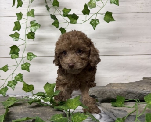 Mini-Cockapoo M2 Biscuit 7 (3)