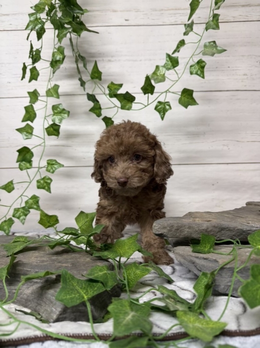 Mini-Cockapoo M2 Biscuit 7 (3)