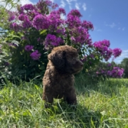 Mini-Cockapoo M2 Brownie 7 (1)