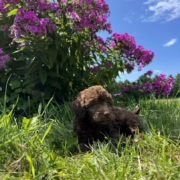Mini-Cockapoo M2 Brownie 7 (2)