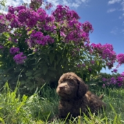 Mini-Cockapoo M2 Brownie 7 (3)