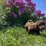 Mini-Cockapoo M2 Brownie 7 (4)