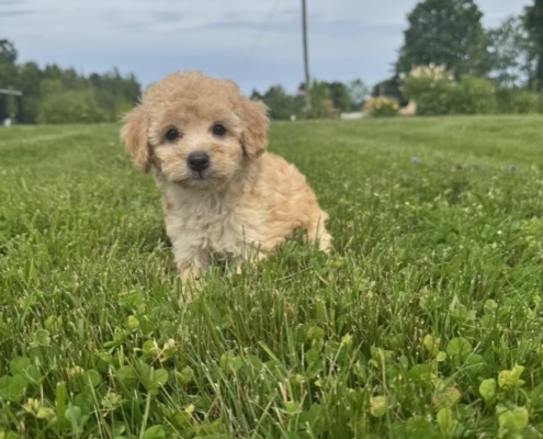 Mini-Cockapoo M2 Dolores 7 (3)