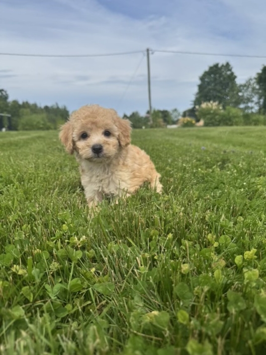 Mini-Cockapoo M2 Dolores 7 (3)