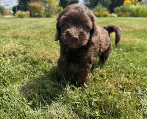 Mini-Cockapoo M2 Gazalle 7 (4)