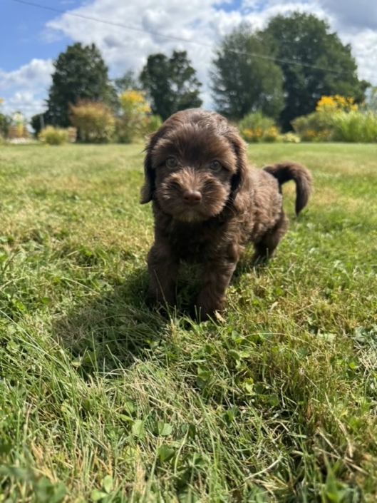 Mini-Cockapoo M2 Gazalle 7 (4)