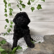 Mini-Cockapoo M2 Huguette 7 (3)