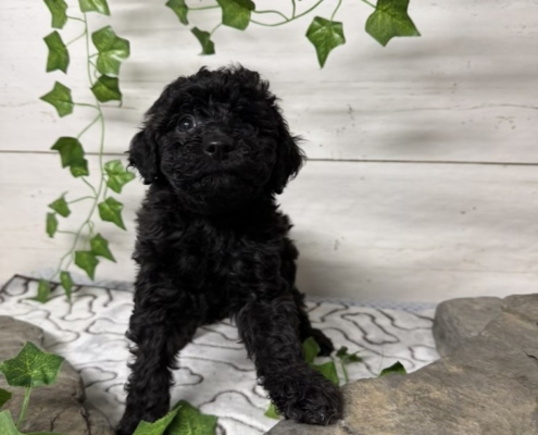 Mini-Cockapoo M2 Huguette 7 (3)