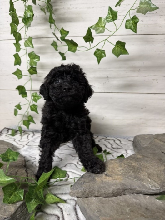 Mini-Cockapoo M2 Huguette 7 (3)