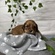 Mini-Cockapoo M2 Janice (1)