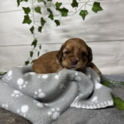 Mini-Cockapoo M2 Janice (2)