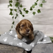 Mini-Cockapoo M2 Janice (3)