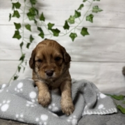 Mini-Cockapoo M2 Janice (4)