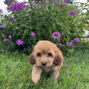 Mini-Cockapoo M2 Janice 7 (1)