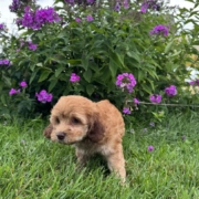 Mini-Cockapoo M2 Janice 7 (2)