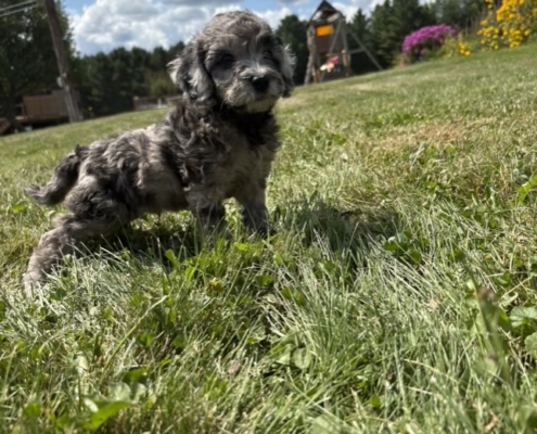 Mini-Cockapoo M2 Janice 7 (2)