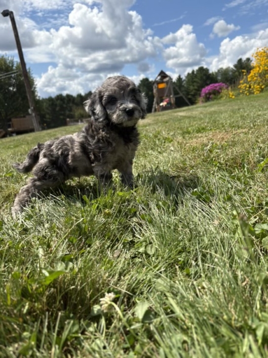 Mini-Cockapoo M2 Janice 7 (2)