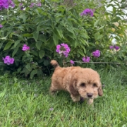 Mini-Cockapoo M2 Janice 7 (3)