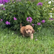Mini-Cockapoo M2 Janice 7 (4)