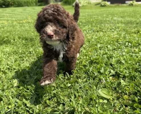 Mini-Cockapoo M2 Mimi 7 (3)