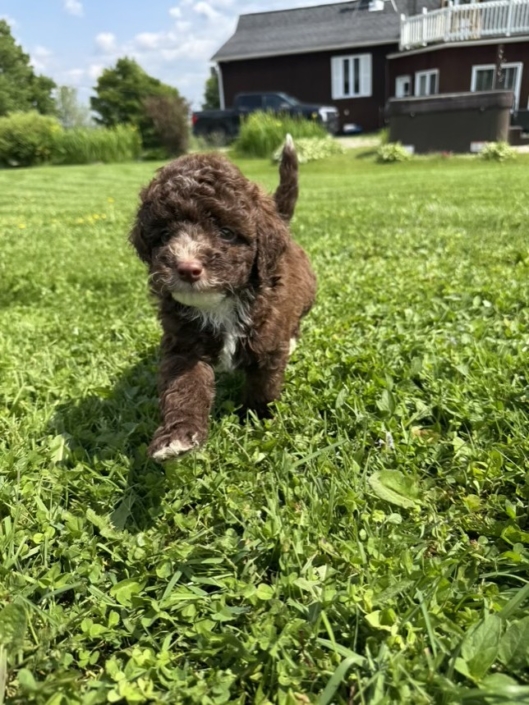 Mini-Cockapoo M2 Mimi 7 (3)