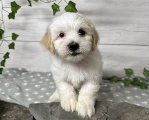 Mini-Cockapoo M2 Mimi 7 (3)