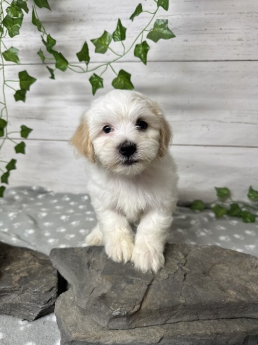 Mini-Cockapoo M2 Mimi 7 (3)