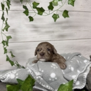 Mini-Cockapoo M3 Biscuit (1)